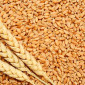 Куплю пшеницю - фото № 1