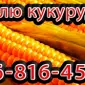 Закупка кукурузы урожая 2023 года в любых объемах - фото № 1
