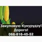 Покупаем кукурузу урожая 2024 года по высоким ценам - фото № 1