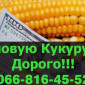 Закупівля Кукурудзи за привабливими цінами - фото № 1