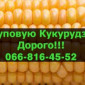 Купуємо кукурудзу за високими цінами - фото № 1