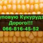 Купуємо кукурудзу за високими цінами - фото № 1