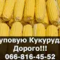 Купуємо кукурудзу з оплатою на вагах! Доступні сушка та зберігання - фото № 1