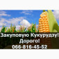 Куплю кукурудзу в Полтаві - фото № 1