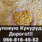 Купуємо кукурузу від виробника! Оплата на вагах - фото № 1