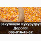 Закупівля кукурудзи врожаю 2023-24 років - фото № 1