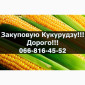Покупаем кукурузу! Высокие цены! Доступны большие контракты! - фото № 1