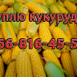 Кукуруза в любых объемах - фото № 1