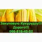 Купую кукурудзу оптом за високими цінами - фото № 1