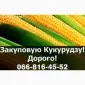 Закупівля кукурудзи у будь-яких обсягах - фото № 1