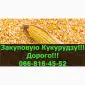 Закупаем кукурузу на постоянной основе в Полтавской области - фото № 1