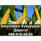 Закупка кукурузы от фермерских хозяйств - фото № 1