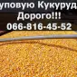 Закупка кукурузы в больших объемах с выгодными условиями - фото № 1