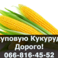 Купую кукурудзу від виробника - фото № 1