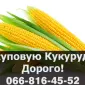 Купую кукурудзу від виробника - фото № 1