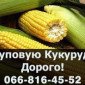 Закупка кукурузы по высоким ценам - фото № 1