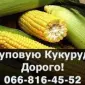 Купуємо кукурудзу за високими цінами в Полтаві! - фото № 1