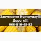 Куплю кукурудзу від виробника під контракти з оплатою на вагах - фото № 1