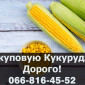 Закупка кукурузы от производителя в Полтавской области - фото № 1