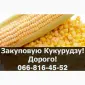 Закупка кукурузы в любых объемах с услугами сушки и хранения - фото № 1