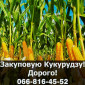 Покупка кукурудзи в будь-якій кількості - фото № 1