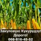 Куплю кукурузу в любом объеме - фото № 1