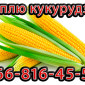 Кукуруза Урожай 2024 на покупку - фото № 1