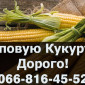 Закупка кукурузы 2024 года урожая - фото № 1