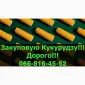 Закупаем кукурузу в любом объеме! Высокие цены и надежные контракты - фото № 1