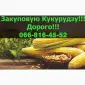 Купую кукурудзу оптом за вигідною ціною - фото № 1