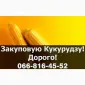 Купую кукурудзу від виробника на постійній основі! - фото № 1