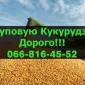 Постоянная закупка кукурузы! Выгодные условия! - фото № 1