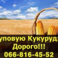 Кукуруза в покупке по высоким ценам - фото № 1