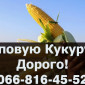 Закупка кукурузы по высоким ценам - фото № 1
