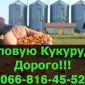 Куплю кукурузу по высокой цене с быстрой выгрузкой - фото № 1
