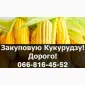 Куплю кукурузу в любом объеме - фото № 1