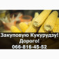 Покупаем кукурузу дорого - фото № 1