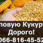 Придбаю Кукурудзу, на постійній основі у необмежених обсягах!ДОРОГО - фото № 1