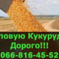 Куплю кукурузу на постоянной основе - фото № 1