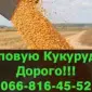 Купую кукурудзу на постійній основі - фото № 1