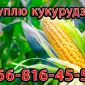 Закупка кукурузы нового урожая - фото № 1