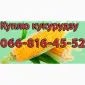 Закупка кукурузы нового урожая в больших объемах - фото № 1