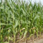 Гибрид Твист ФАО 270 семена кукурузы на продажу - фото № 1