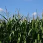 НС 2662 ФАО 300 семена кукурузы – продажа - фото № 1