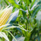 Насіння кукурудзи Дніпровський 257 СВ ФАО 290 на продаж - фото № 1