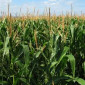 Насіння кукурудзи ОРЖИЦЯ ФАО 240 на продаж - фото № 1