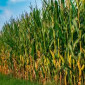 Насіння кукурудзи РАМ 1333 ФАО 180 на продаж - фото № 1