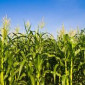 Насіння кукурудзи Пивиха ФАО 180 - фото № 1