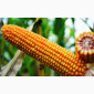 Продаж насіння кукурудзи - фото № 1