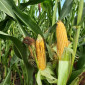 Насіння кукурудзи Матео ФАО 320 для продажу - фото № 1